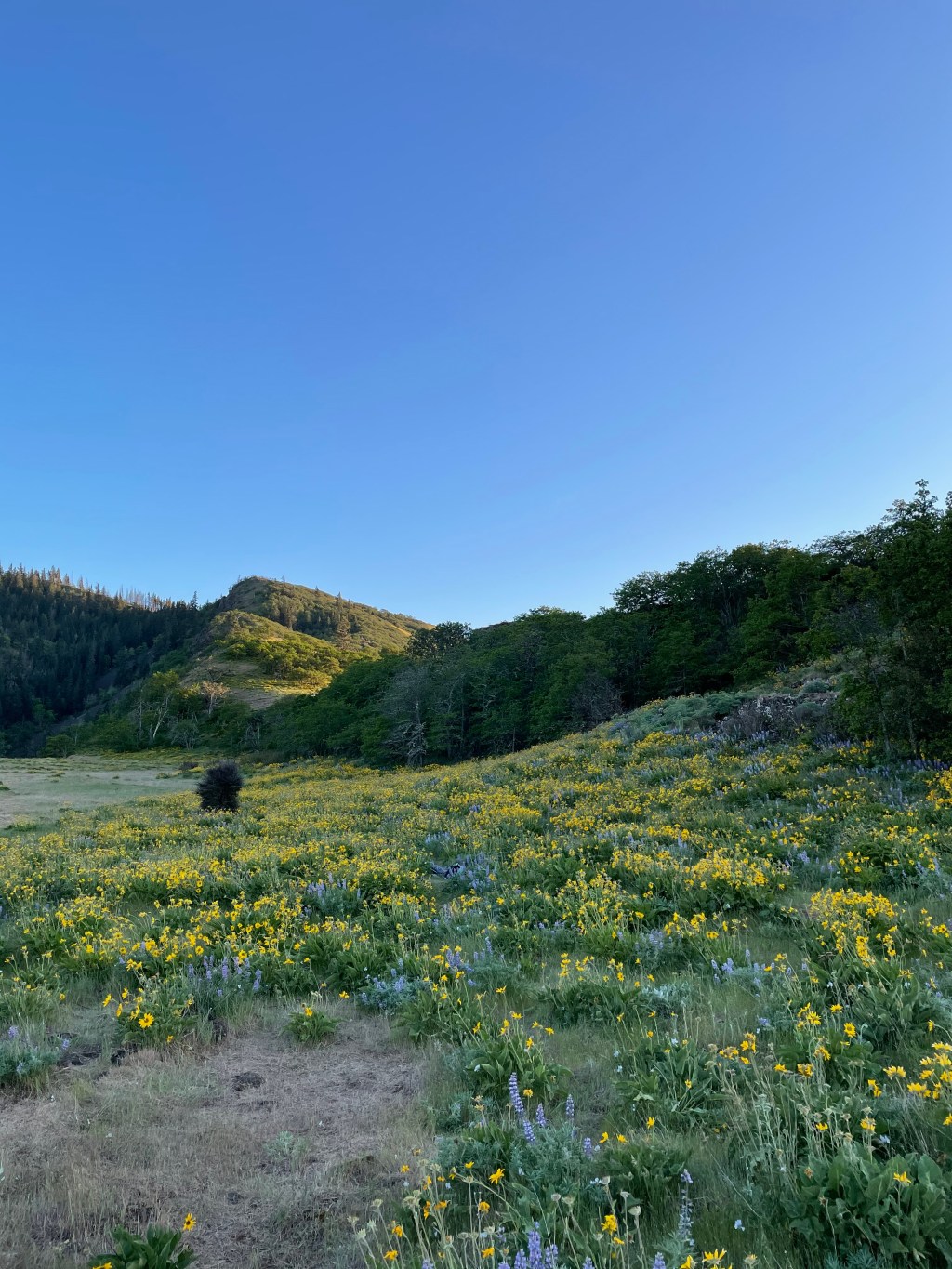 Infographics that Inspire: How Visual Design Brings Hiking Data to&nbsp;Life